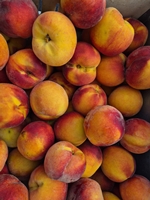 SUNCREST PEACH (Amygdalus persica)